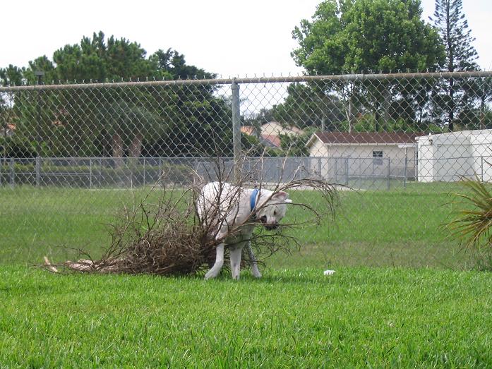 Worlds Strongest Dog