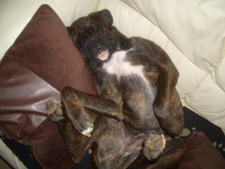 Worn out after long walk!