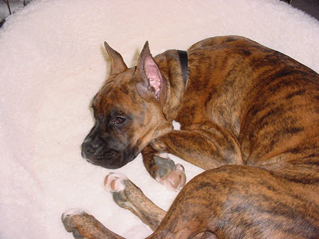 Worn out and crashed in new bed