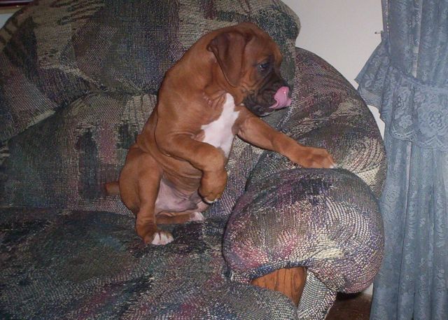 Wow! I found out how to lick my nose.