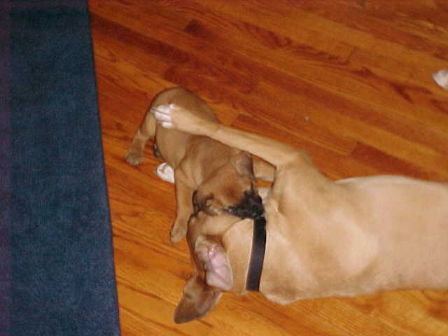 Wrestle Mania