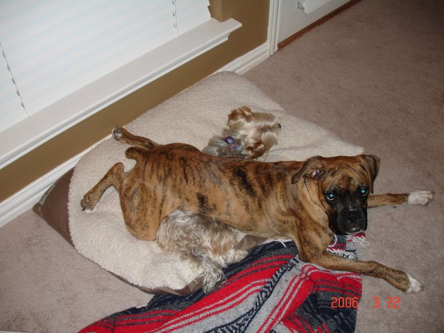 Wrestle mania!