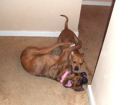 Wrestle!