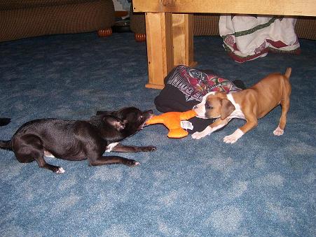 wrestle