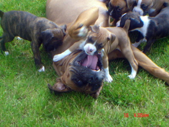 Wrestling