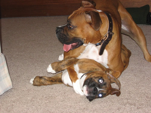 Wrestling