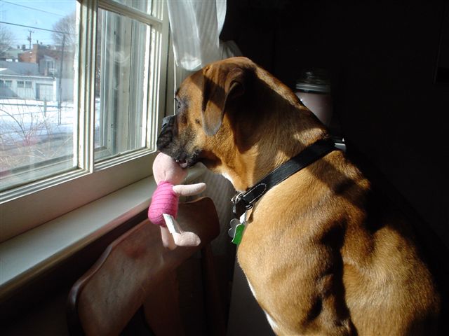 Wrigley and Piglet