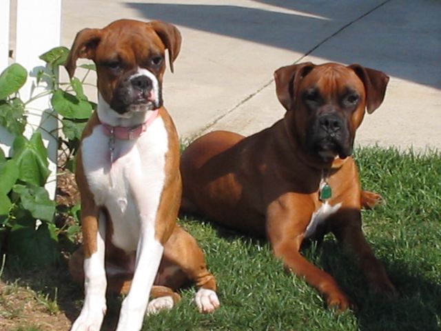 Wrigley and Sidney Enjoying the Sun