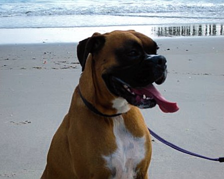 Wrigley on the Beach