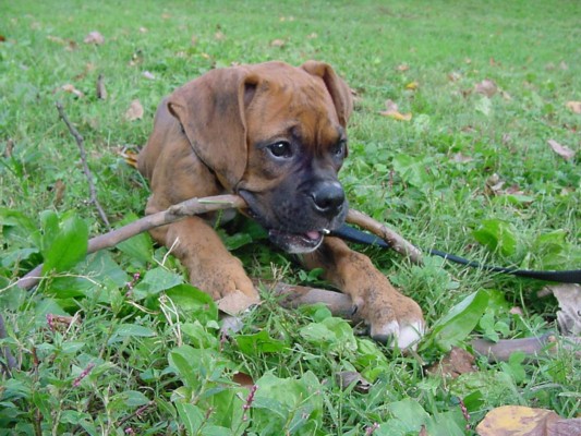 Wrigley with stick - Fall 03