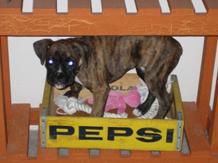 Wrigley_009_small