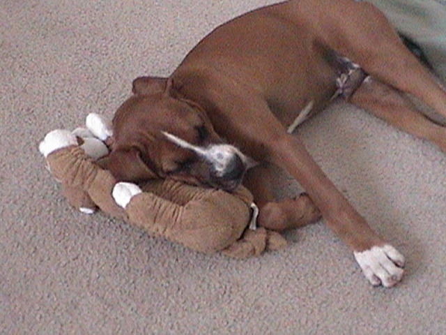 Wrigley's Puppy