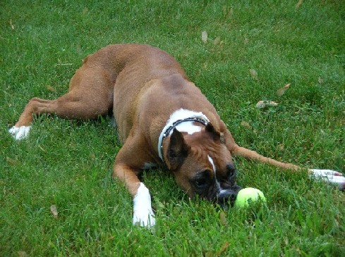 Wtih Tennis Ball
