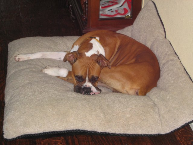 Wylie-New Foster