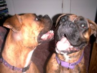 Xanadu and Xena
