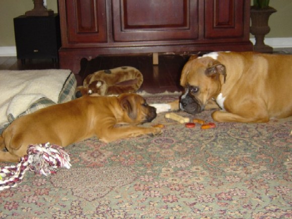 Xander and Chloe discuss treats.