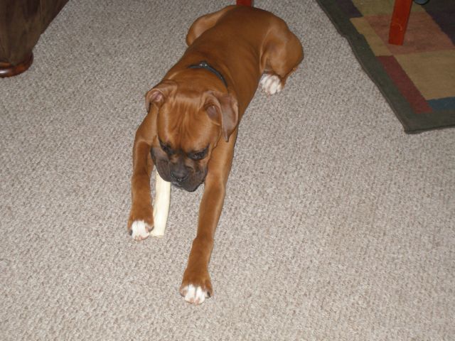 Xander and the big bone!