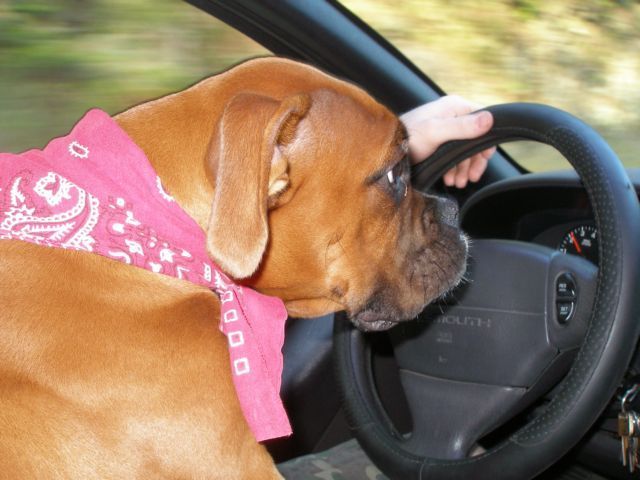 Xander Helping Daddy Drive