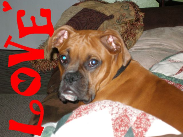 Xander
