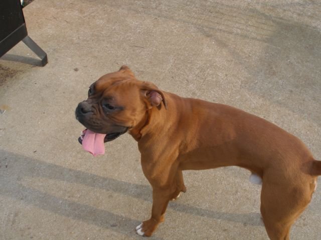 Xander