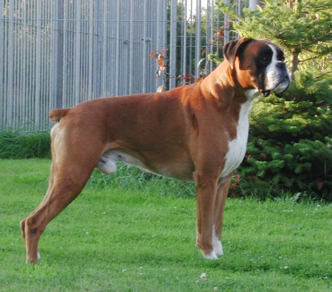 Xarlie posing