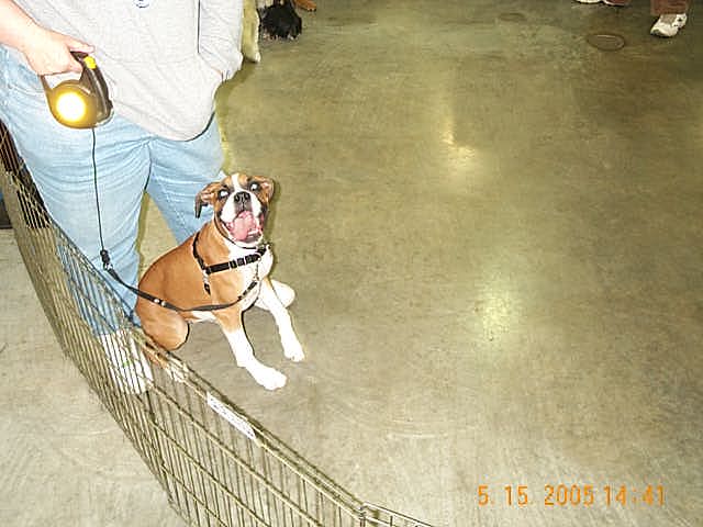 Xena-5-1/2 mos. Graduates Puppy Class