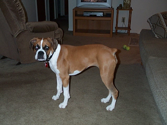 Xena-5/2 Mos. Playtime with Daddy