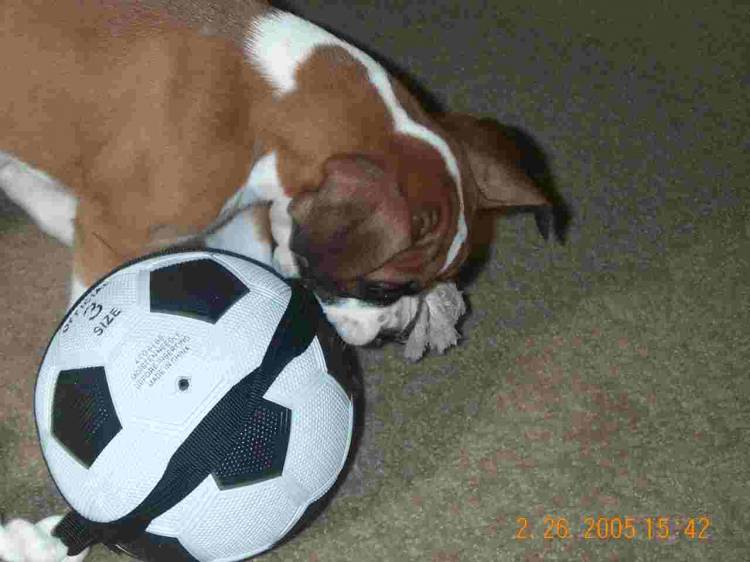 Xena-8 Weeks Old-Soccer Star
