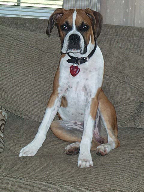 Xena-Couch Sitting-nearly 6 months old