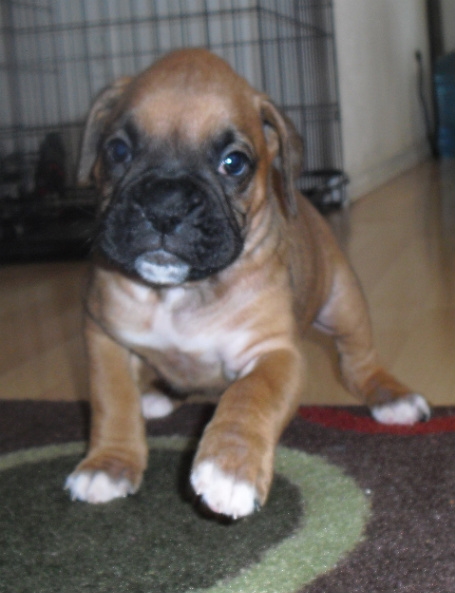Xena Pebbles