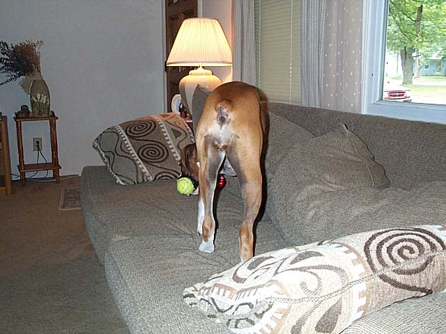 Xena-Romping on the Furniture