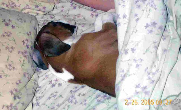 Xena-Sleeping Beauty-8 weeks