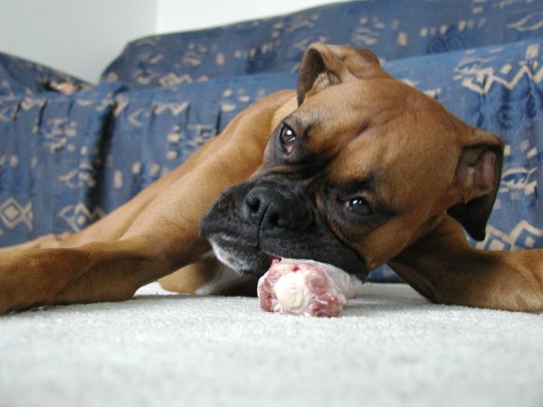 Xena With Her Bone