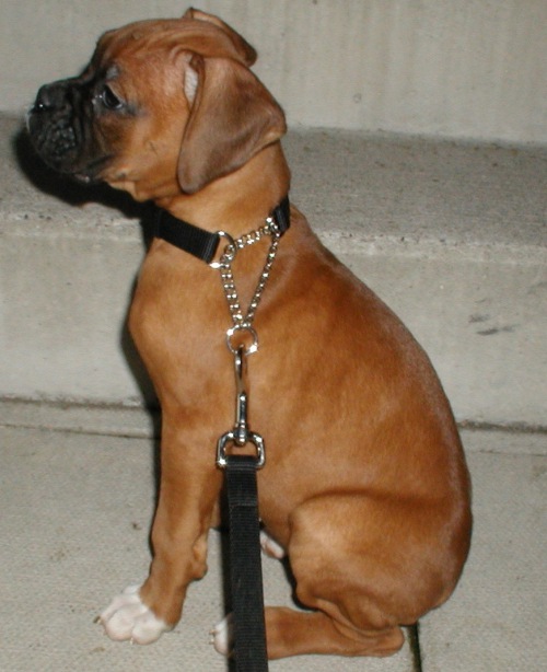 Xena's Very First Sit/Stay