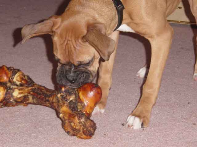 Xmas Bone