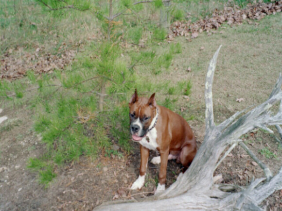 Yankee 5 mo