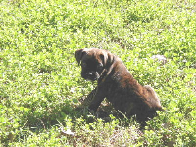Yard Play