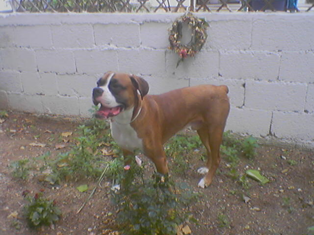 yard