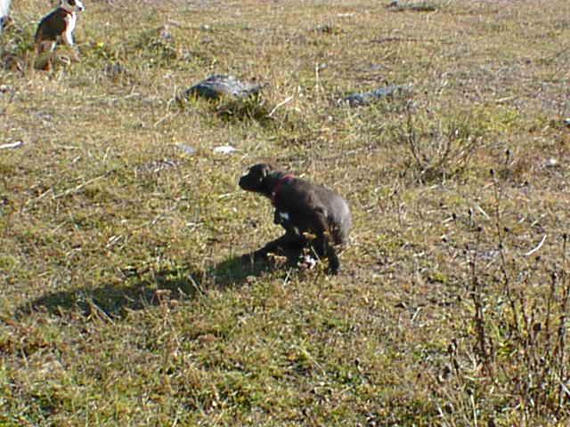 Yathus en promenade