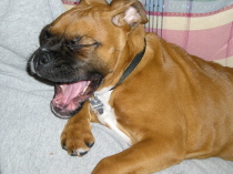 yawn