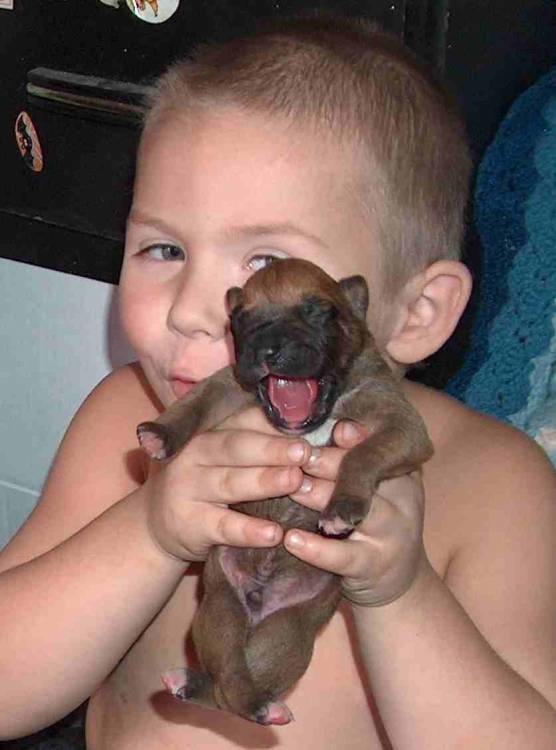 yawning puppy