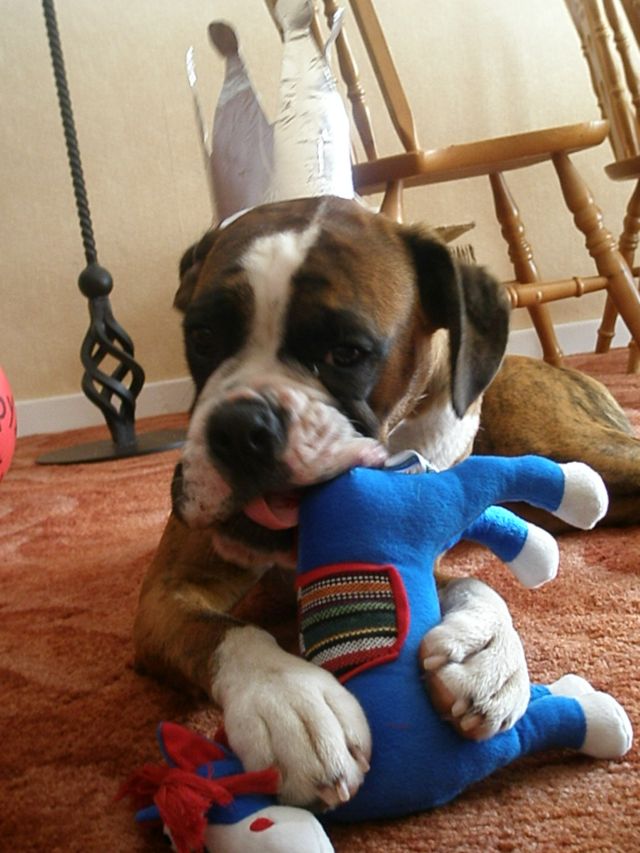 Yeah!  I got a new squeaky toy!