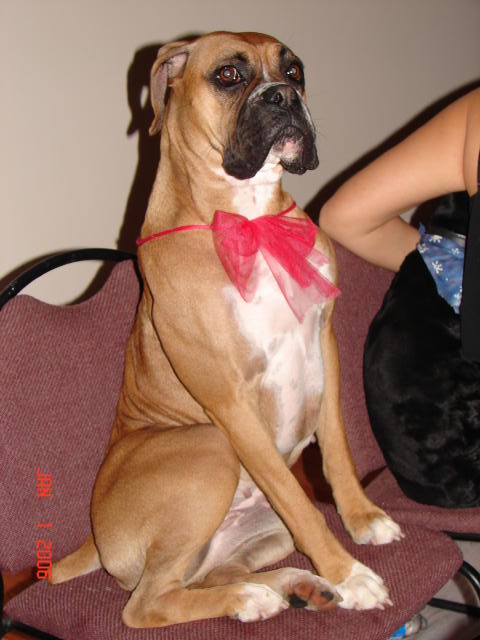Year_of_dog