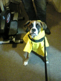 yellow raincoat!