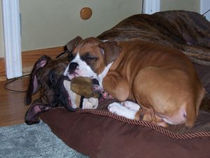 Yes, Max is sleeping with a hid a squirrel in his mouth
