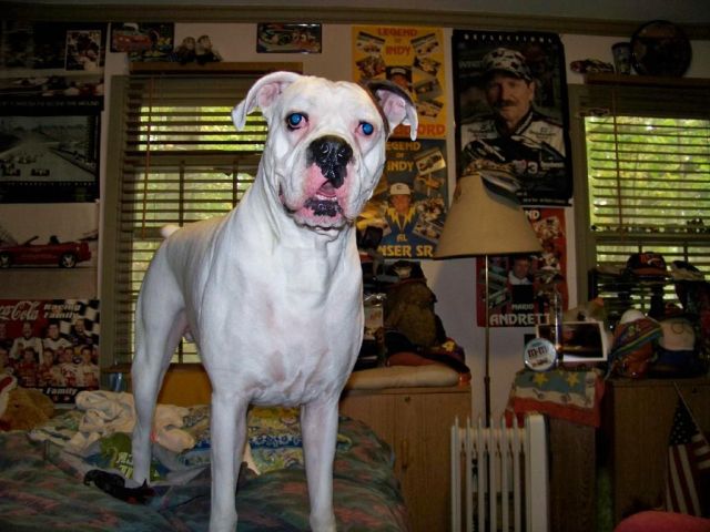 Yes thats right, i am Urlacher, King of this Room!!