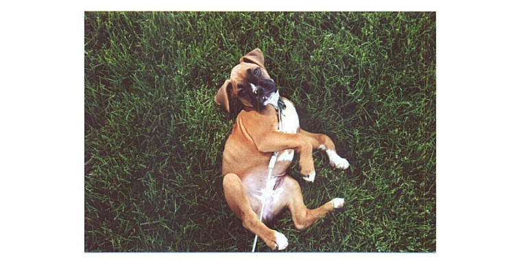 Yes, you may rub my tummy now