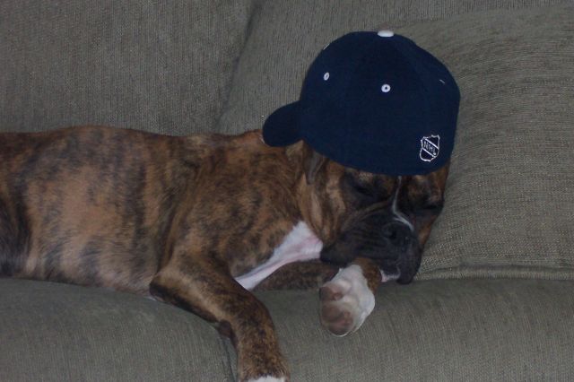 YO DOG!