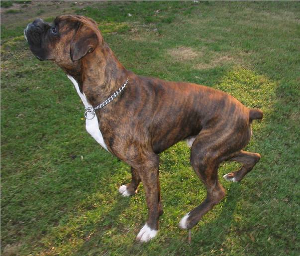 Yoda @ 15months