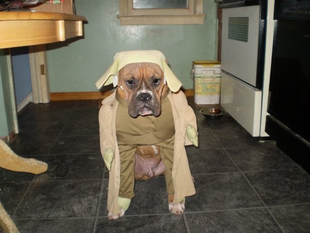 yoda_cain